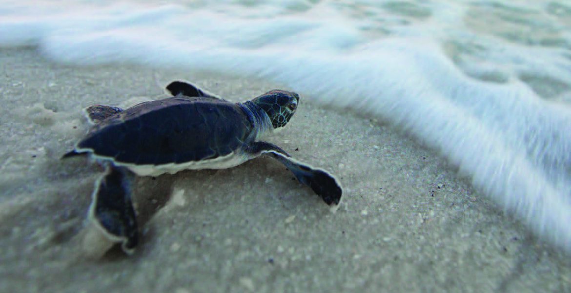 Love Our Sea Turtles